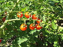 currant tomato